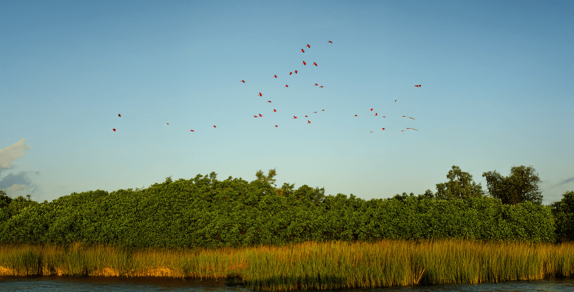Scarlet Ibis Flock at Sunset